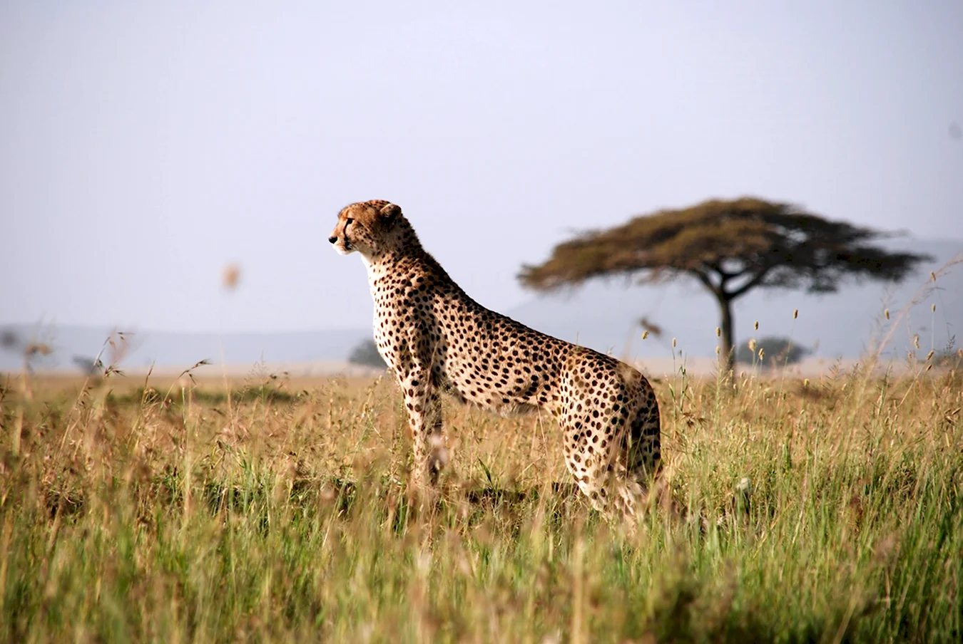 Гепарды Танзания сафари