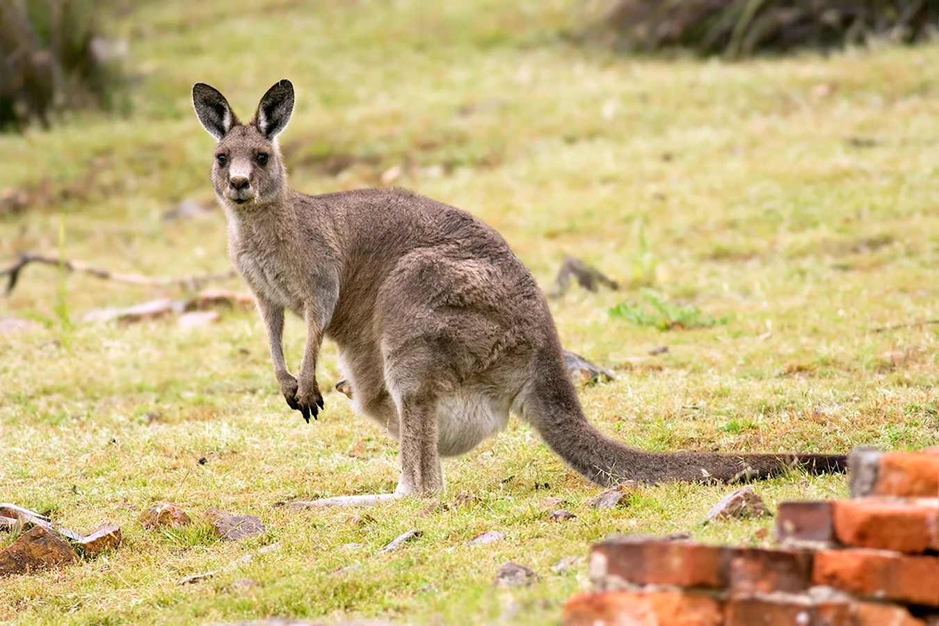Гигантский сумчатый кенгуру