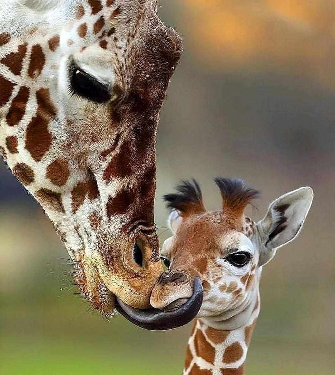 Giraffa Giraffa животные