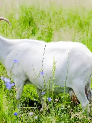 Горьковская коза