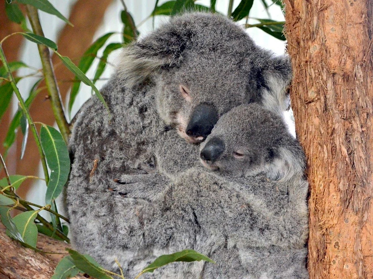 How long Koalas Live for