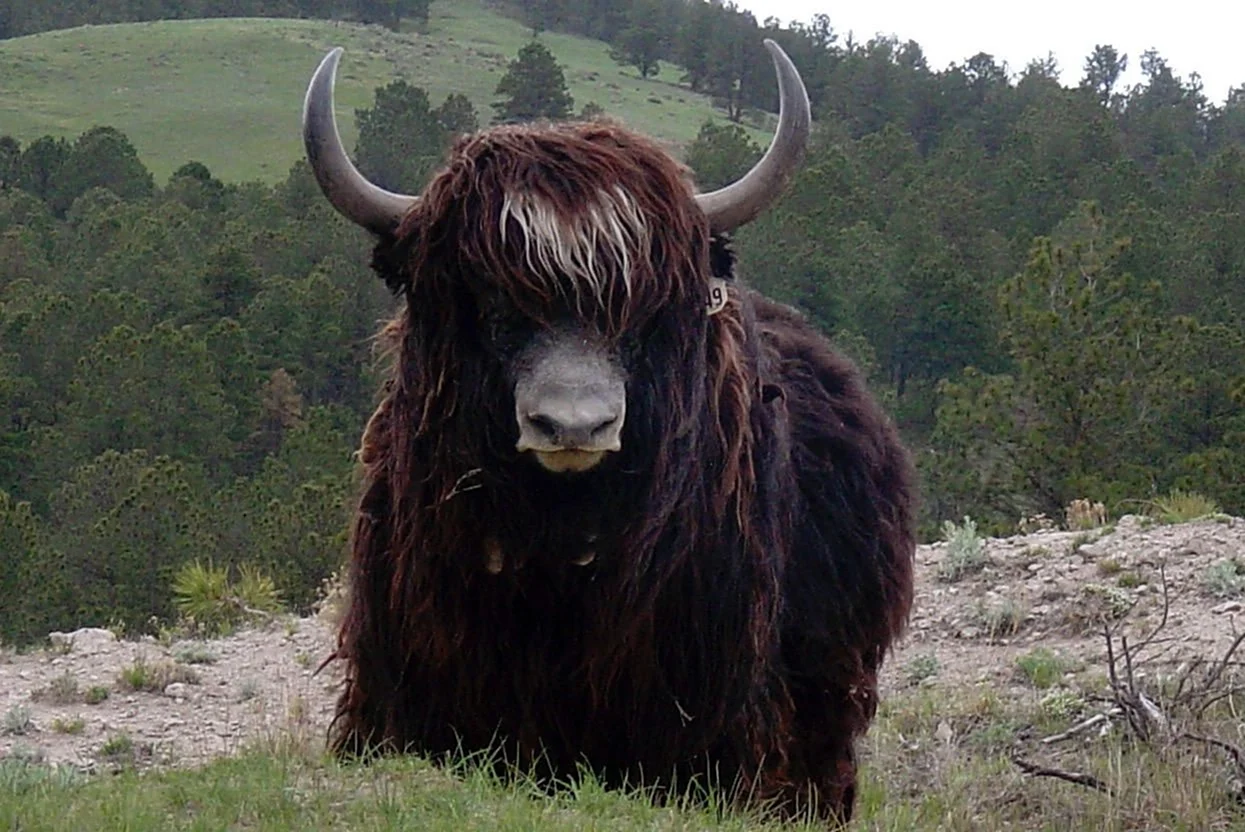 Як монгольский бык