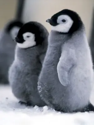 Императорский Пингвин детеныш