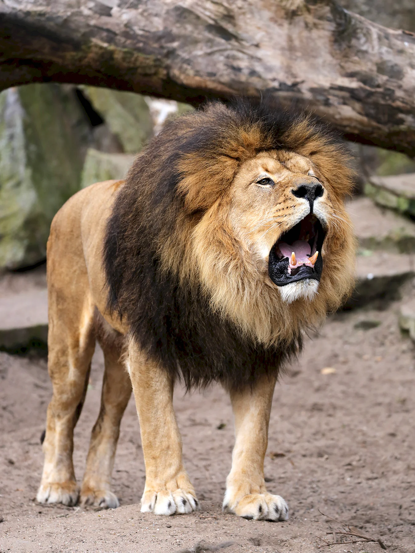Юго Западный Африканский Лев