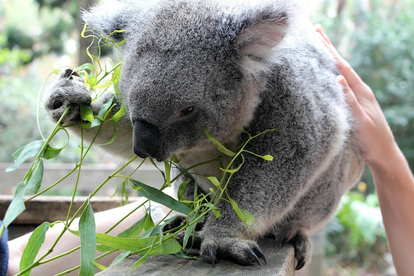 Кенгуру коалу и вомбат