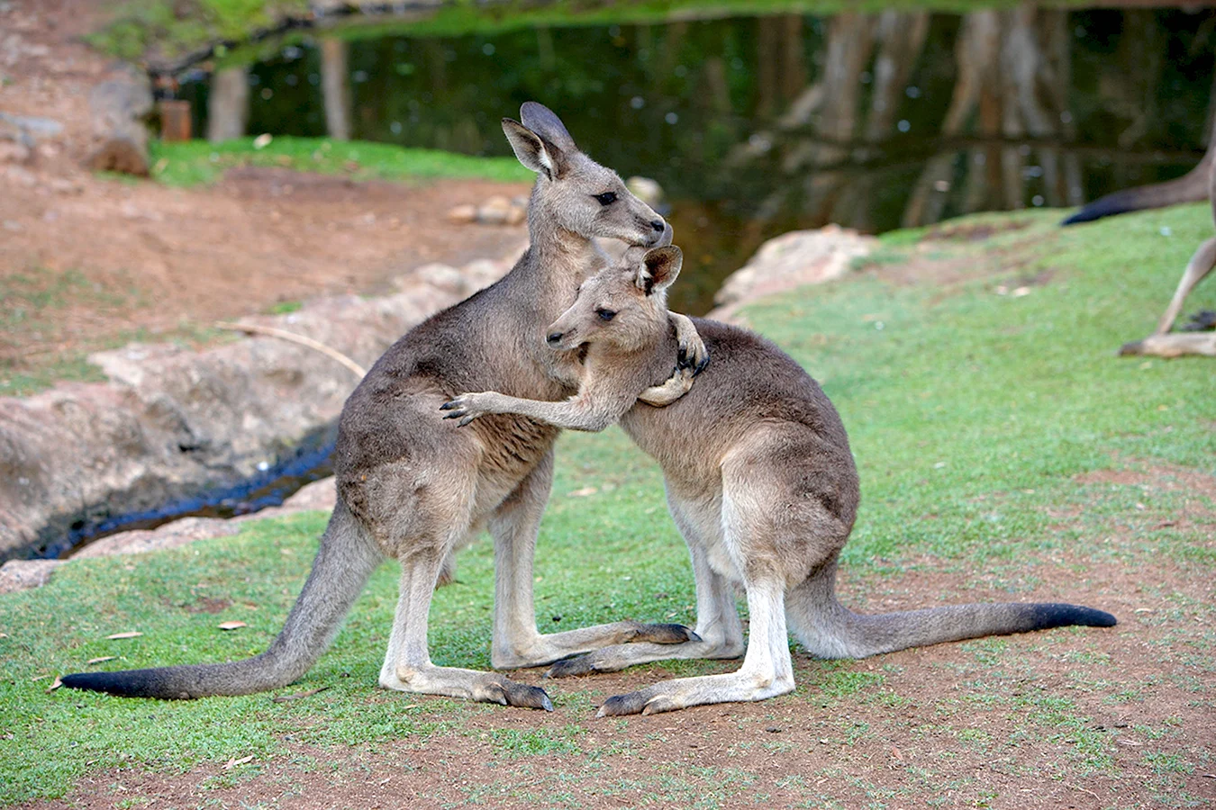 Кенгуру животное Австралии с детенышем