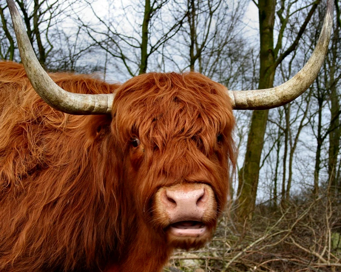 Хайлендская корова Шотландия