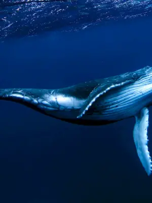 Китообразные синий кит