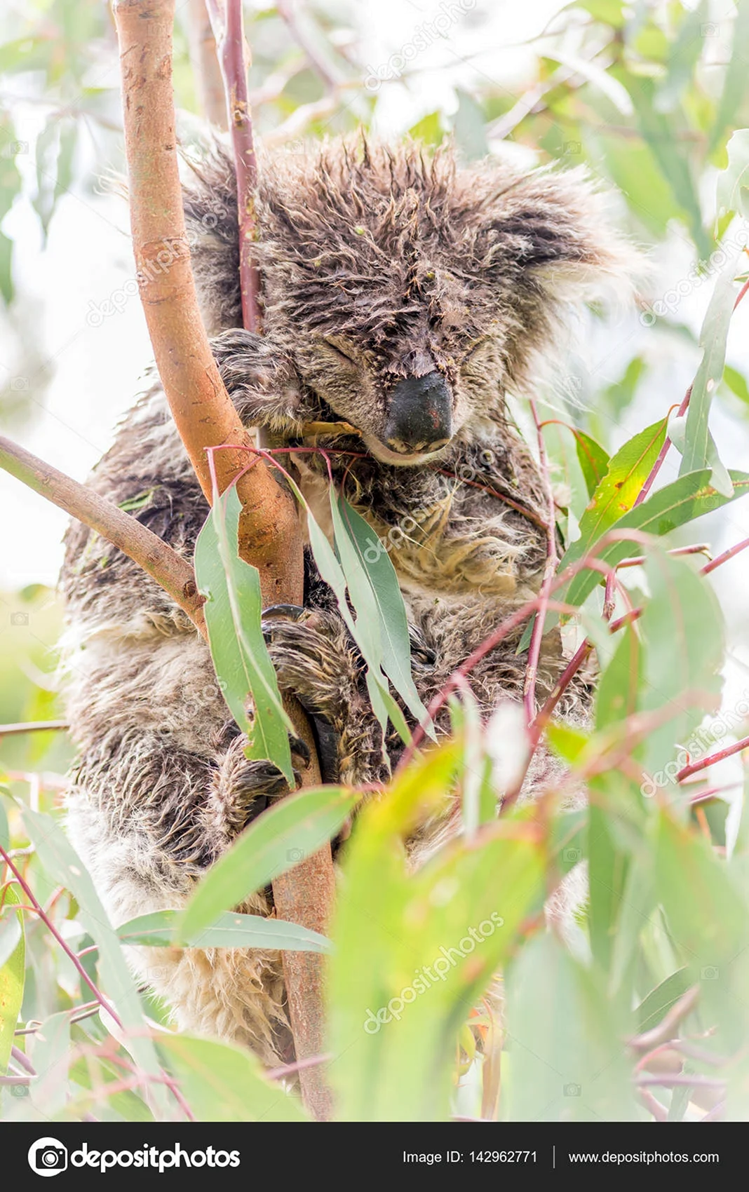 Коала мокрая коала