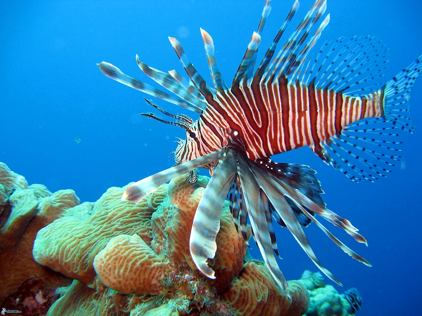 Коралловые рифовые рыбы