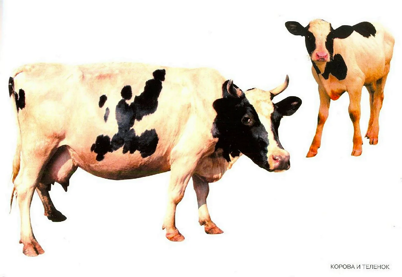 Корова и теленокнок для детей