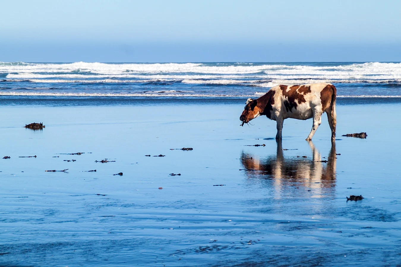 Корова на берегу моря