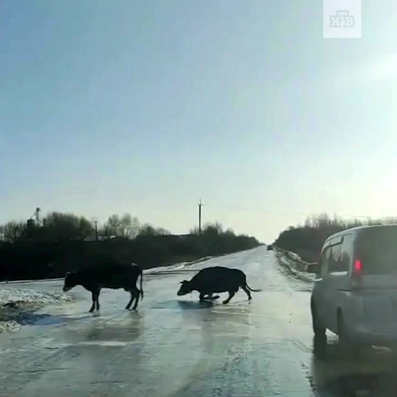 Корова на скользкой дороге