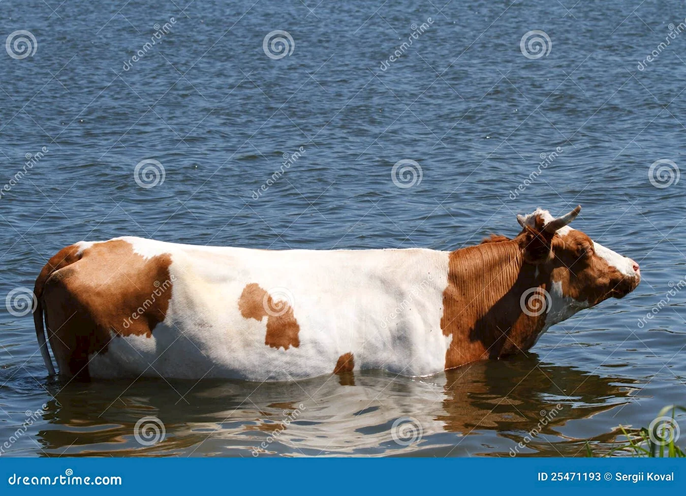 Корова плавает