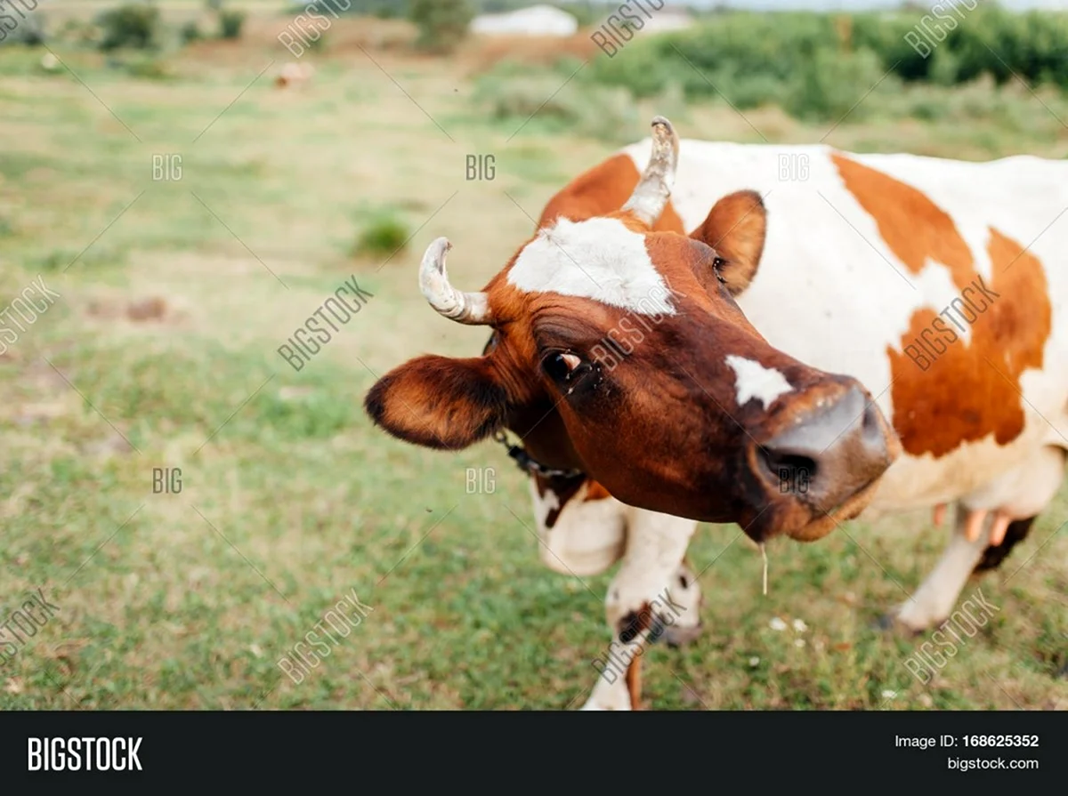Корова с рыжими пятнами