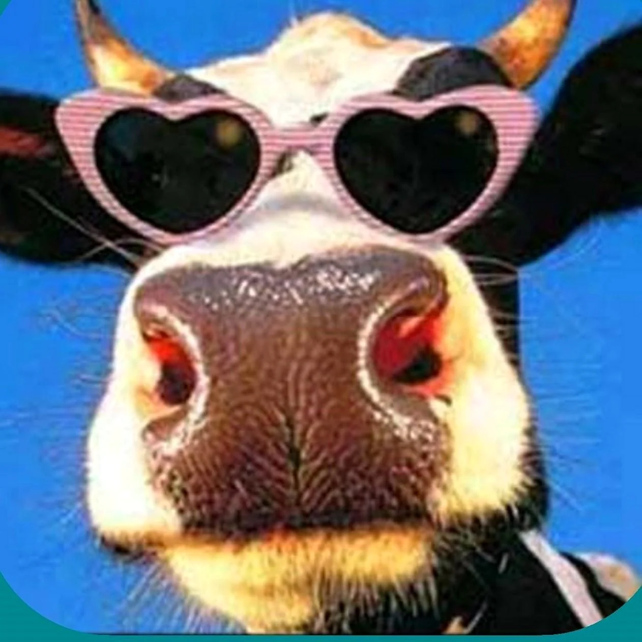 Корова в очках