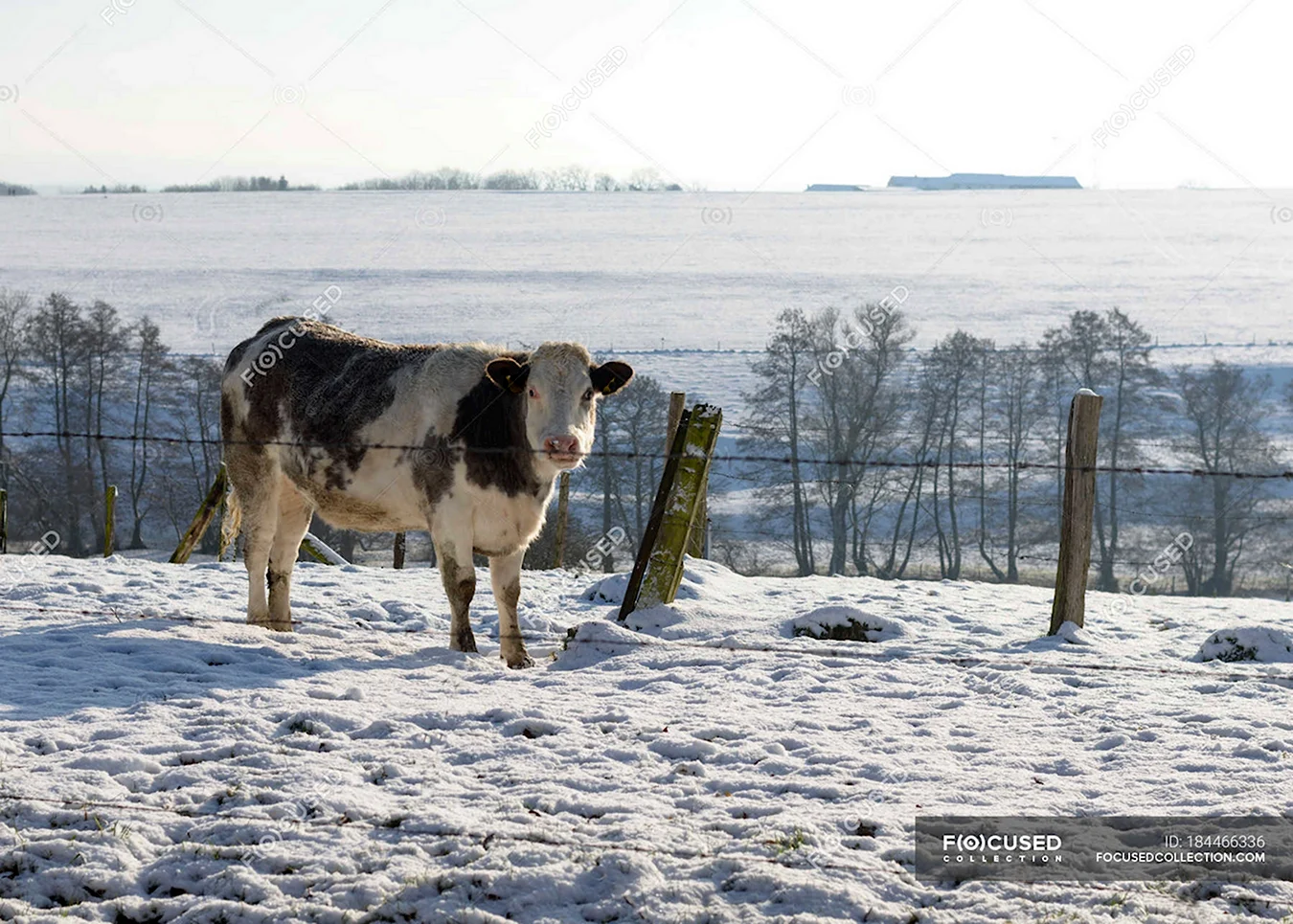 Корова в снегу