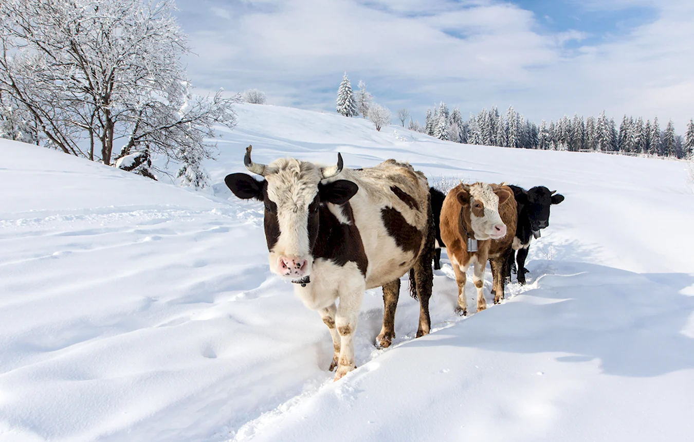 Коровы на зимней дороге