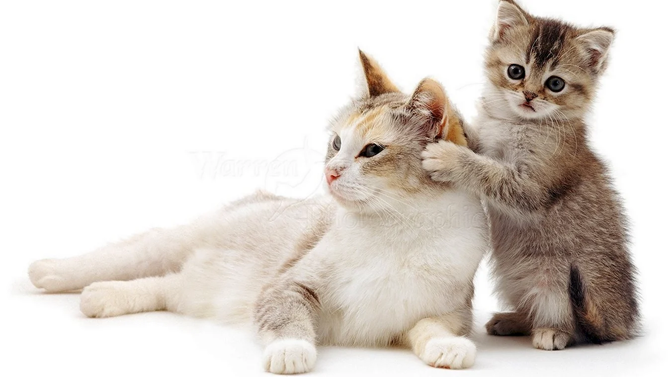 Кошка и котенок на белом фоне