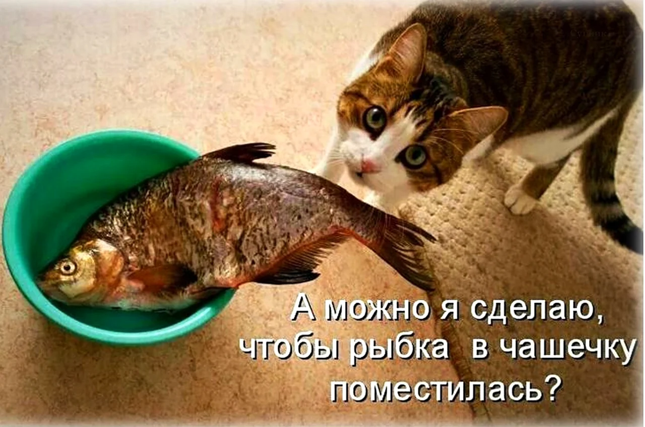 Кот и рыба юмор