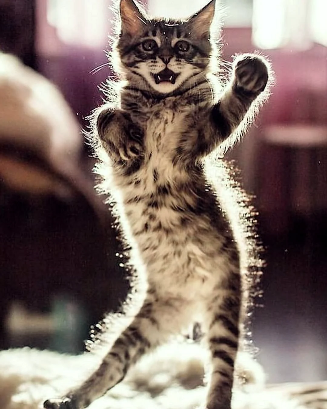 Кот танцует