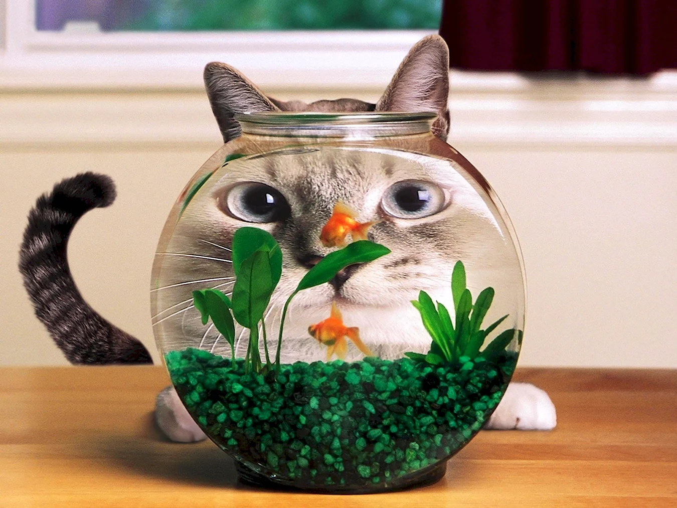 Кот в аквариуме