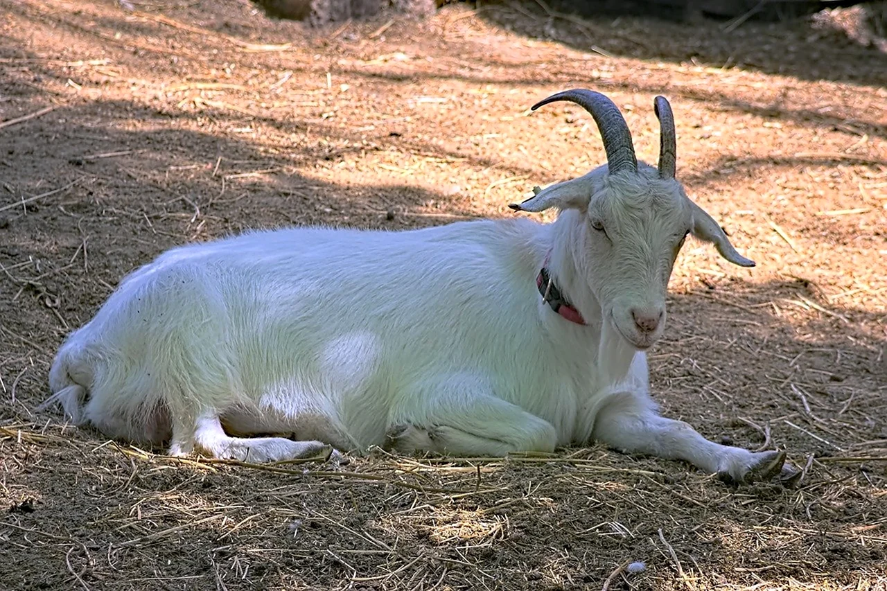 Козел Goat