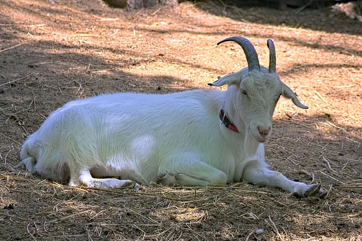 Козел Goat