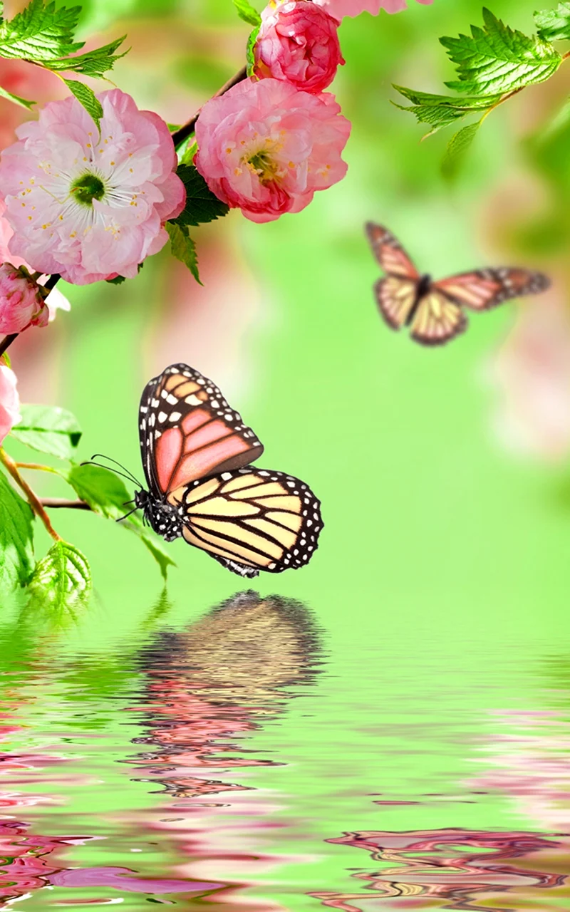 Красивые весенние цветы и бабочки
