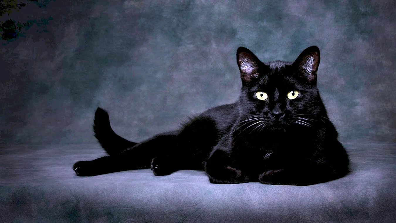 Красивый черный кот