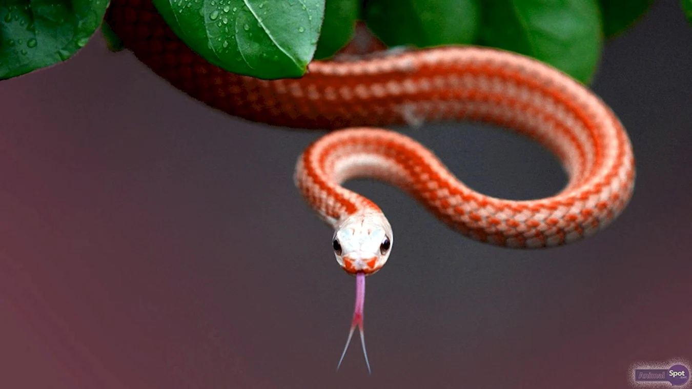 Красная куфия змея