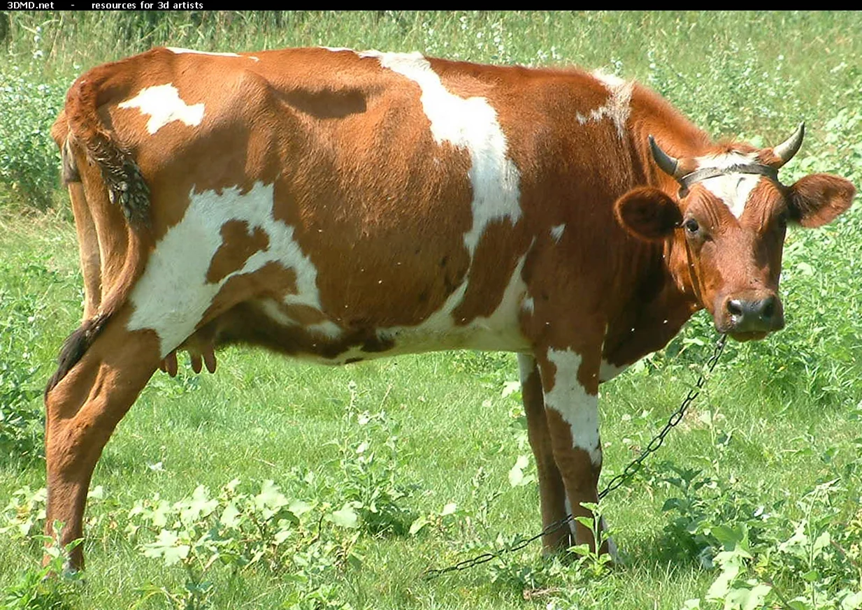 Красно пестрая порода коров