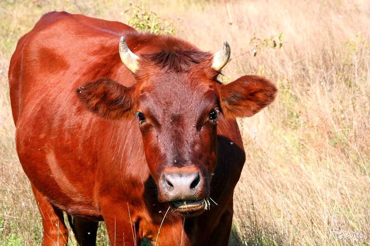 Красногорбатовская порода коров