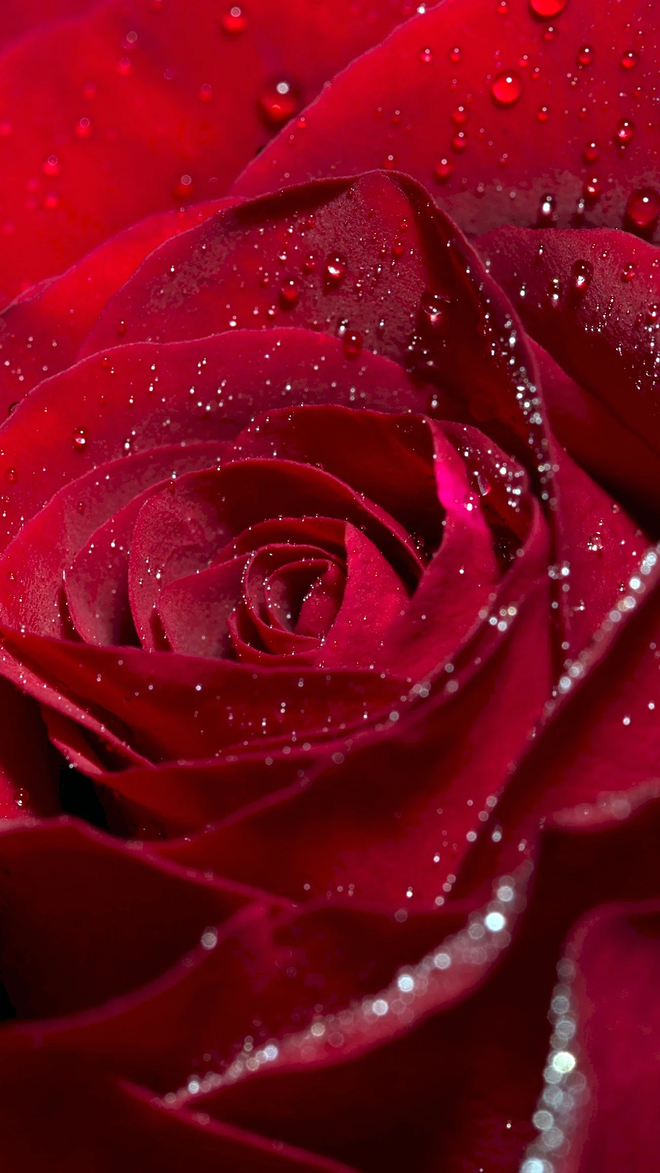 Красные розы с блестками
