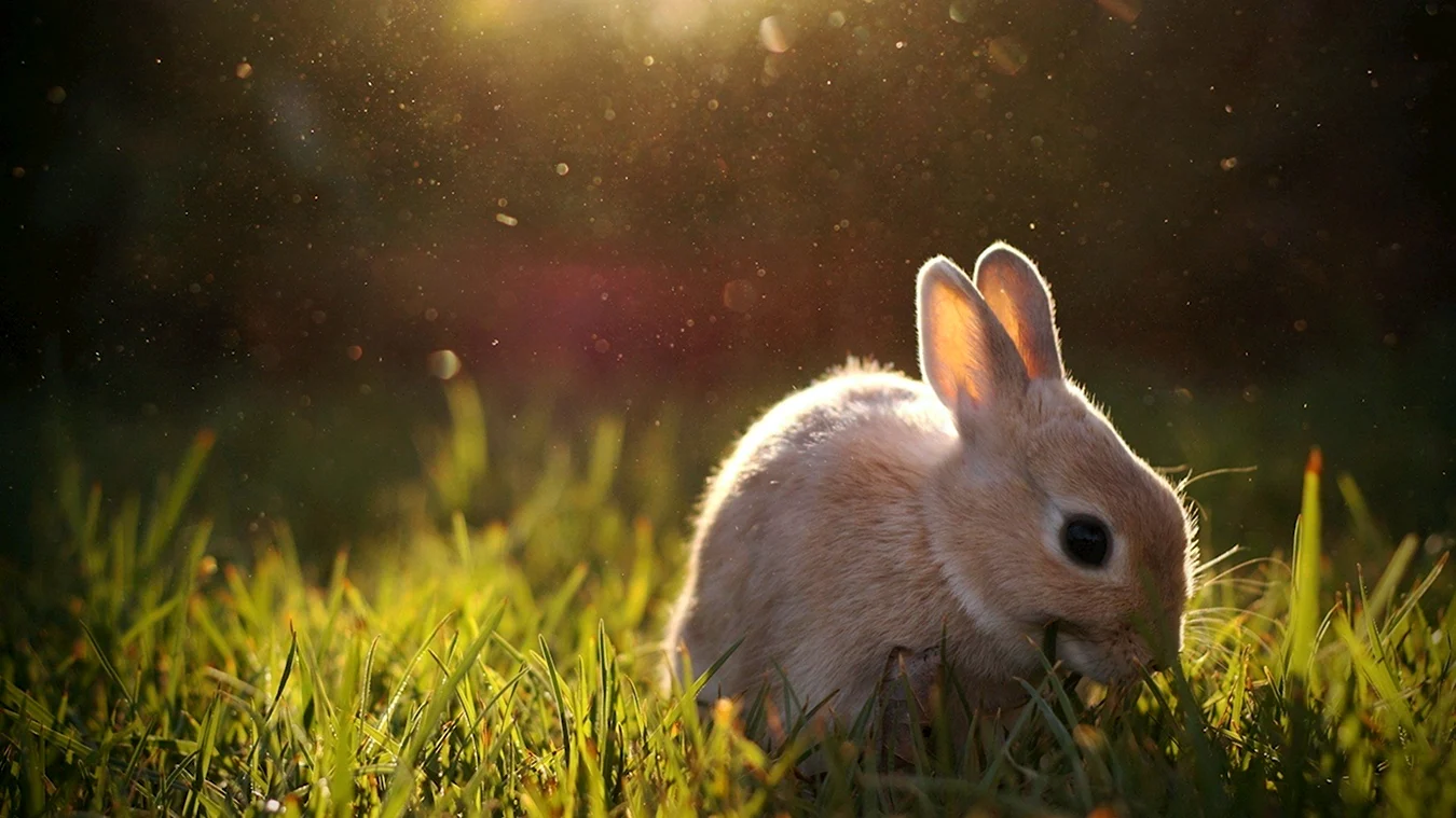 Кролик фото