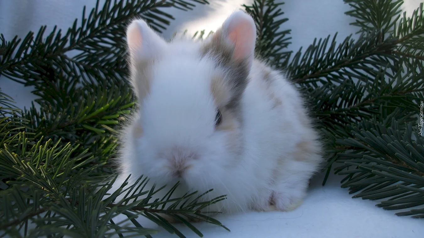 Кролик новый год