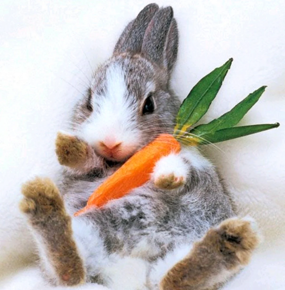 Кролик с морковкой