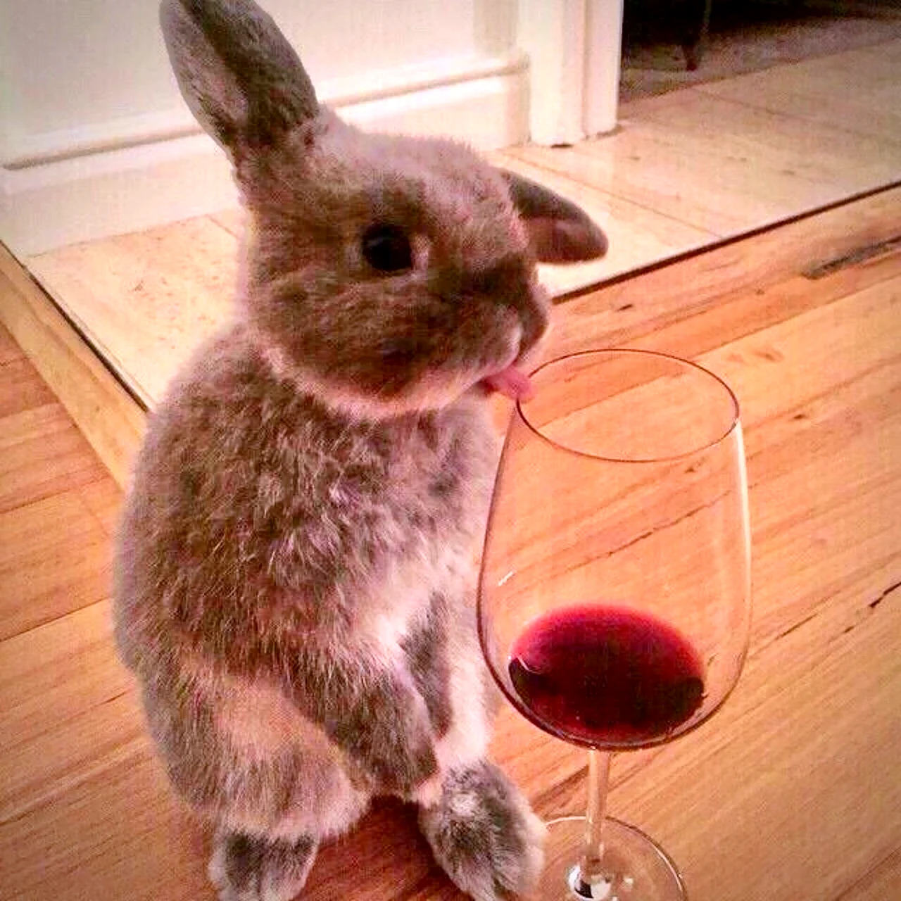 Кролик с вином