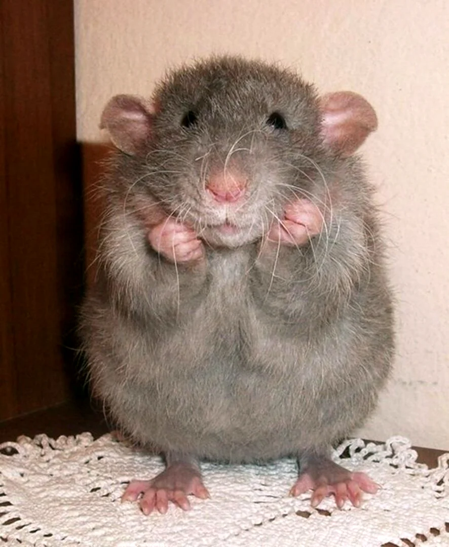 Крыса Дамбо толстая