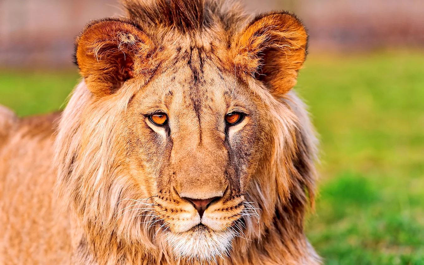 Лев Panthera Leo