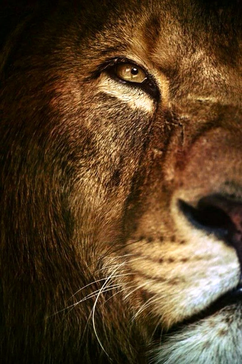 Лев суровый взгляд