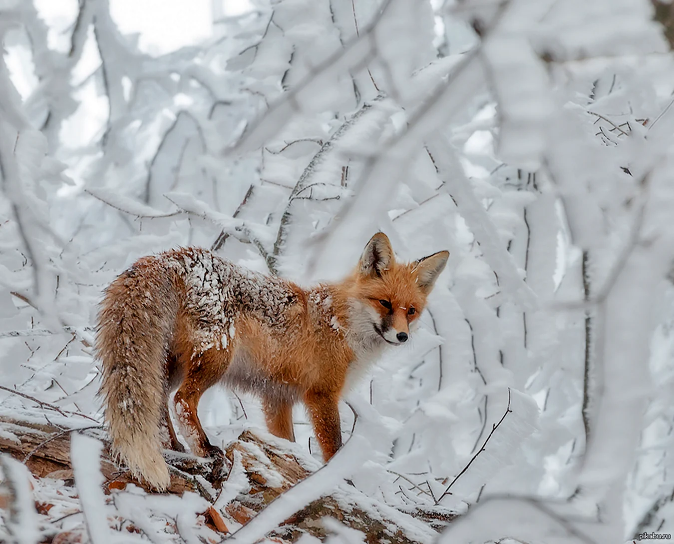 Лисица в зимнем лесу