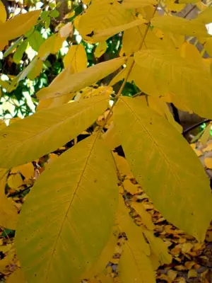 Листья ясеня осенью