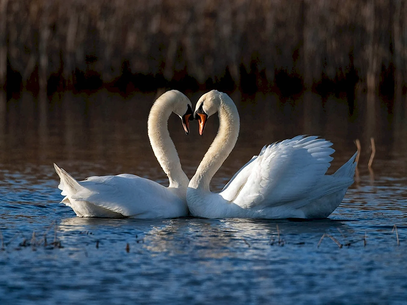 Любовь и лебеди