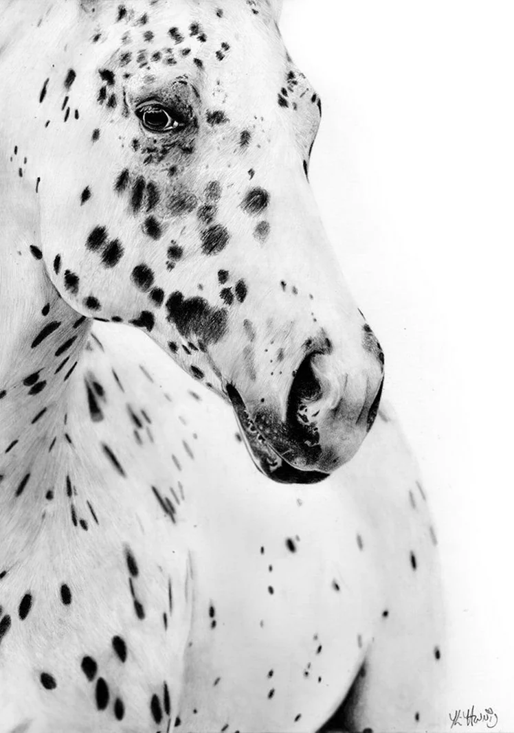 Лошадь Аппалуза белая