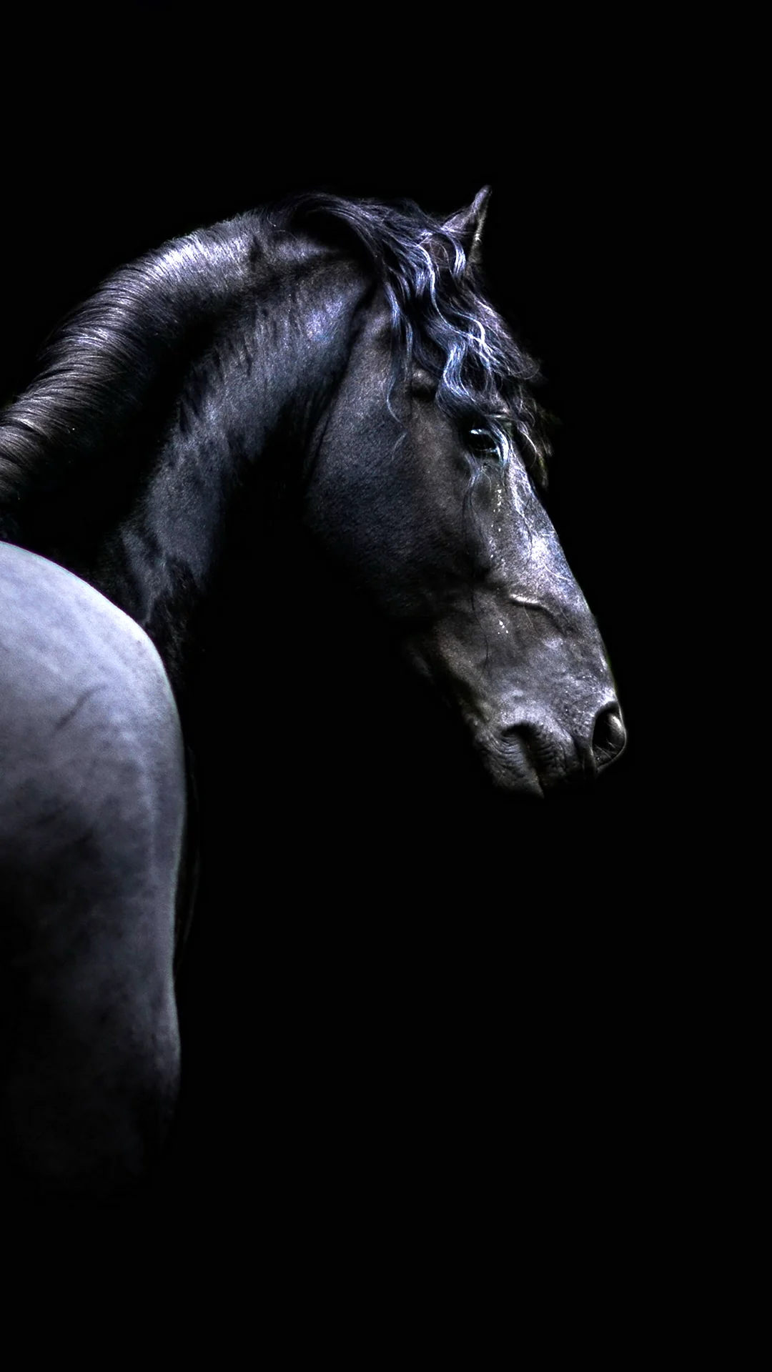 Лошадь на темном фоне