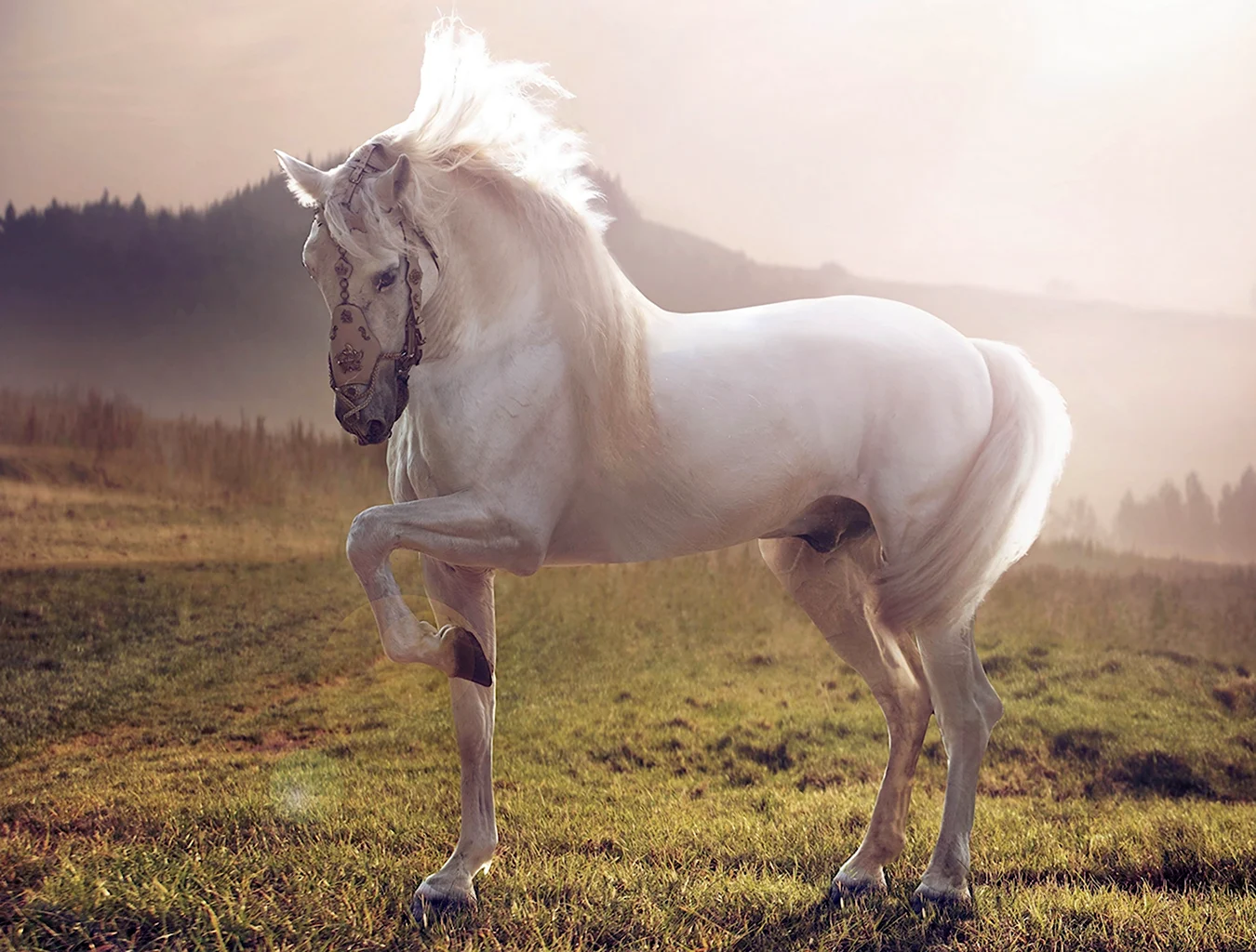 Лошадь породы Морган альбинос