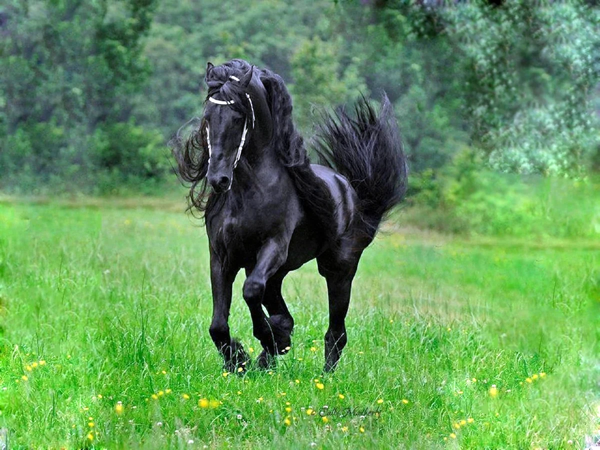 Лошадь породы Мустанг вороной