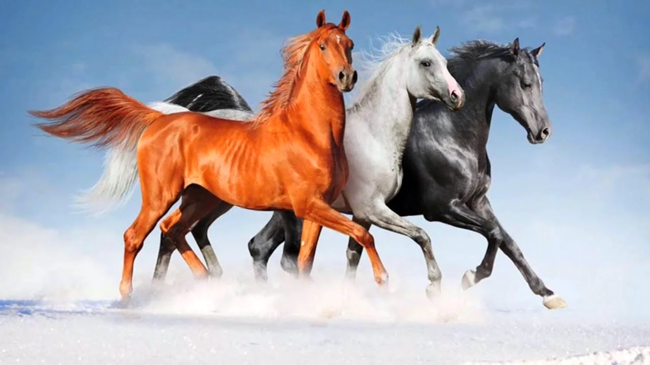 Лошадки красивые