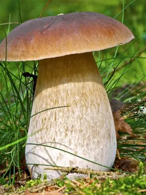 Ложный Боровик белый гриб